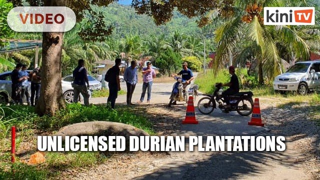Roadblock greets unlicensed Raub durian growers