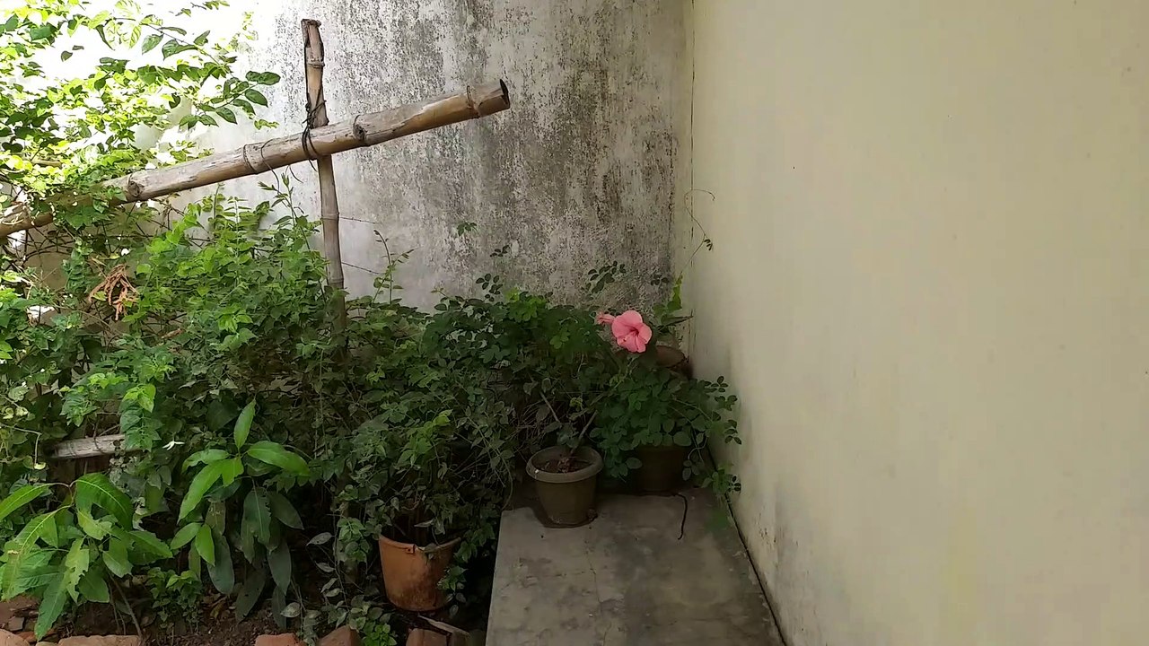 Nature And Plants
