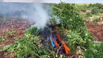 4 milyon 623 bin 280 kök kenevir ele geçirildi