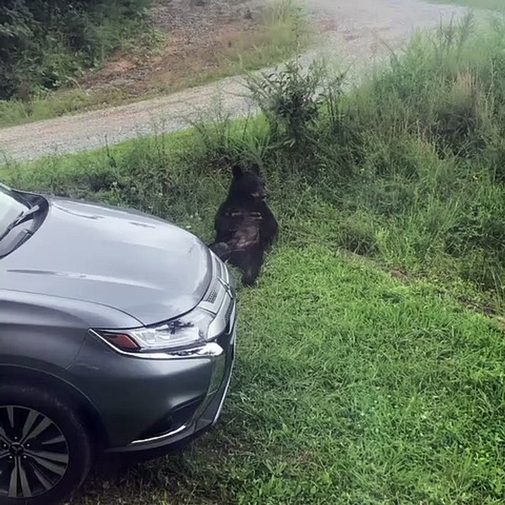 Itchy Bear Lays Back for a Scratch