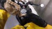 Kitten Stranded on Highway Saved by Motorcycle Rider