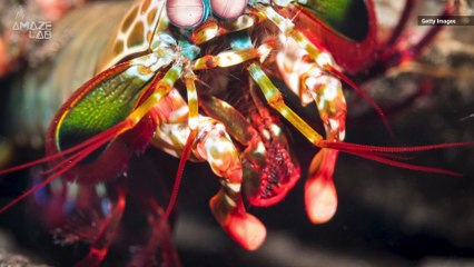 Mantis Shrimp’s Powerful Clubs Protected by Impact-Resistant Nanoparticle Coating
