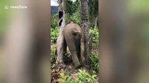Baby elephant misjudges size of backside and gets stuck between two trees