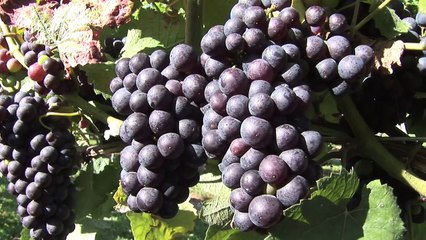 Awesome technology - Grapes harvesting in big farm