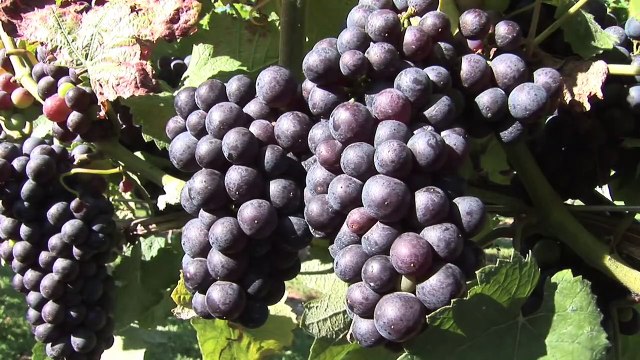 Awesome technology - Grapes harvesting in big farm
