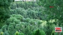 Son Dakika Haberleri: 1 milyon leylek, sonbahar göçü için havada | Video