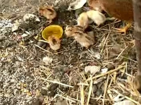Poussins poule faisanne