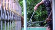 Stray cat rescued after getting stuck on metal spike fence in Thailand
