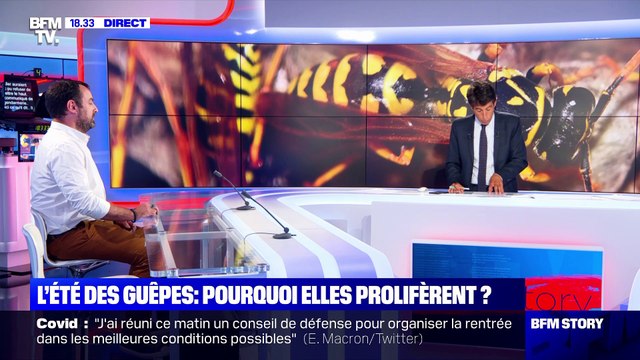 Story 7 : Pourquoi les guêpes prolifèrent cet été ? - 25/08