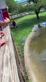 Une maman et son fils se retrouvent dans l'enclos des alligators pour recuperer un sac à main