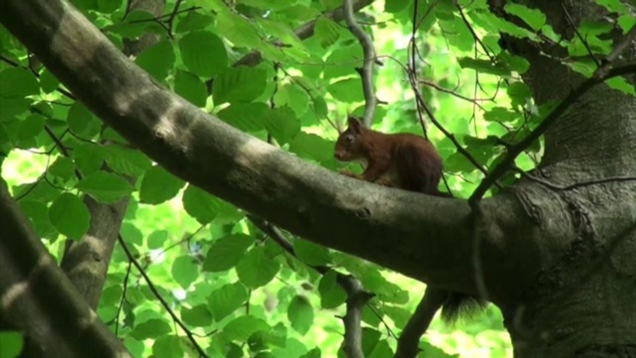 Squirrel