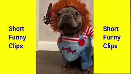 Short Funny Clips #27