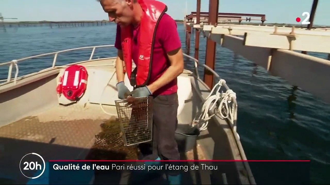 Hérault : l'étang de Thau est de moins en moins pollué