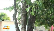 Árvores em praças correm o risco de cair em cima das casas de bairro em São Luís MA.