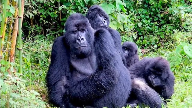 Mountain Gorilla Trekking in Bwindi Impenetrable National Park in Uganda