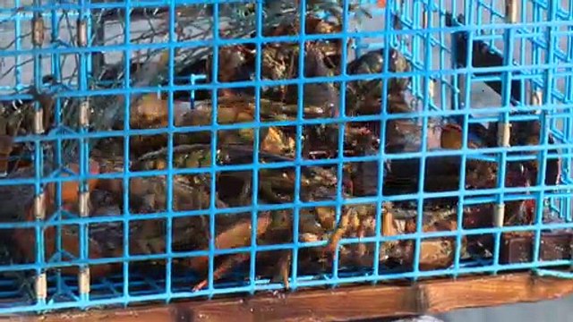 25 aout PG bilan peche homard - Topo