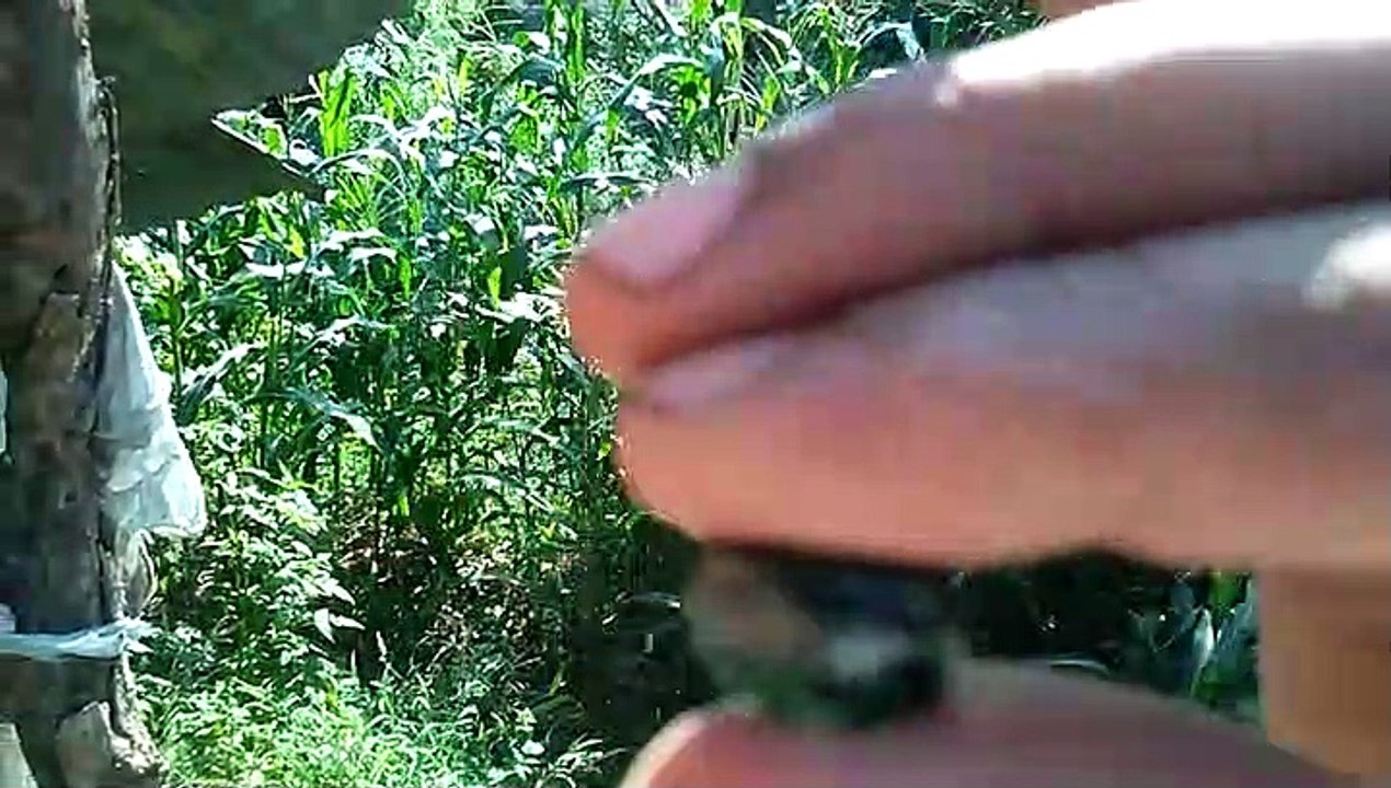 green diamond
