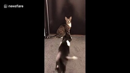 Chihuahua's love for cat has no bounds