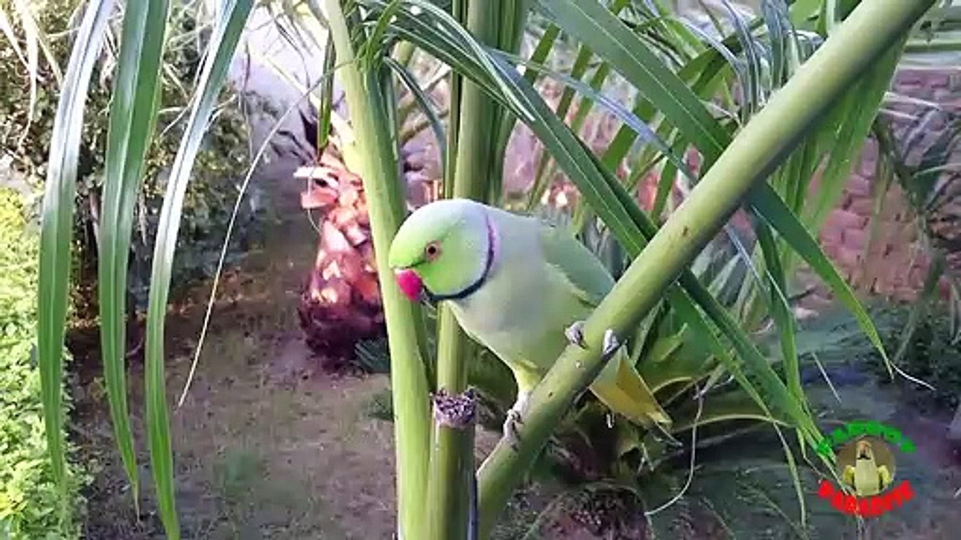 ⁣Indian Ringneck Parrot Playing!