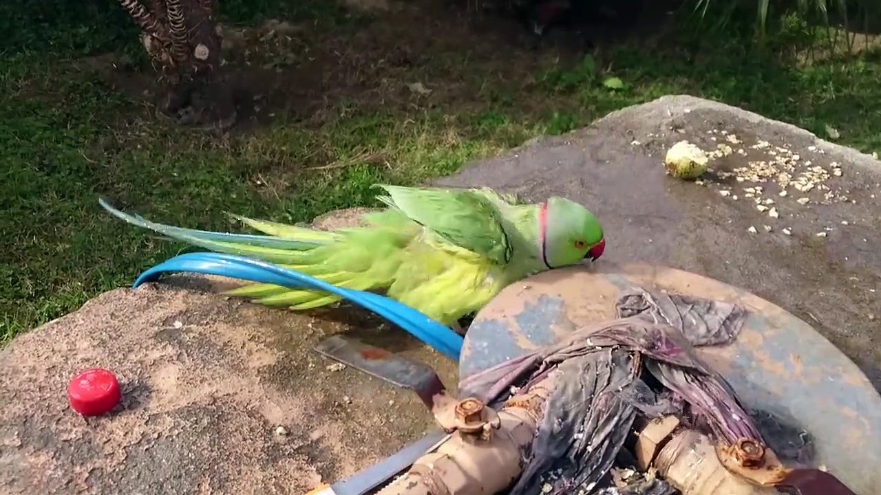 Indian Ringneck Parrot Taking a Bath