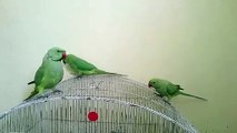 Ringneck Parrots Talking to Each Other