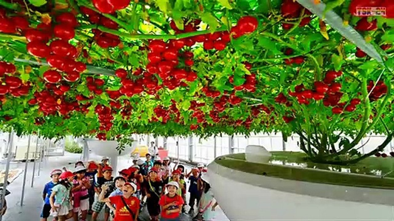 Tomates ISRAEL  - Super Tomato Yield - High tech-Agriculture
