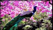 Beautiful & Rare Peacocks in the World - Never Seen this Peacocks