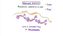 Biology - Nervous System and Reflex Arc #39