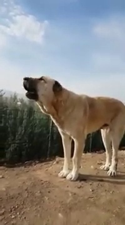 ANADOLU COBAN KOPEGi HAVLAMASI - ANATOLiAN SHEPHERD DOG BARKiNG