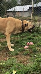 ANADOLU COBAN KOPEGiNDEN KEMiK SESLERi - ANATOLiAN SHEPHERD DOG SoUNDS BONE