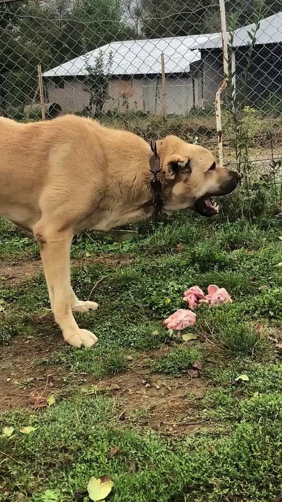ANADOLU COBAN KOPEGiNDEN KEMiK SESLERi - ANATOLiAN SHEPHERD DOG SoUNDS BONE