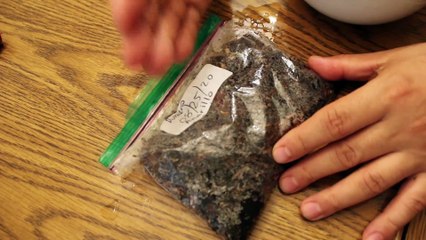 Como Estratificar las Semillas de Durazno Para que Germinen