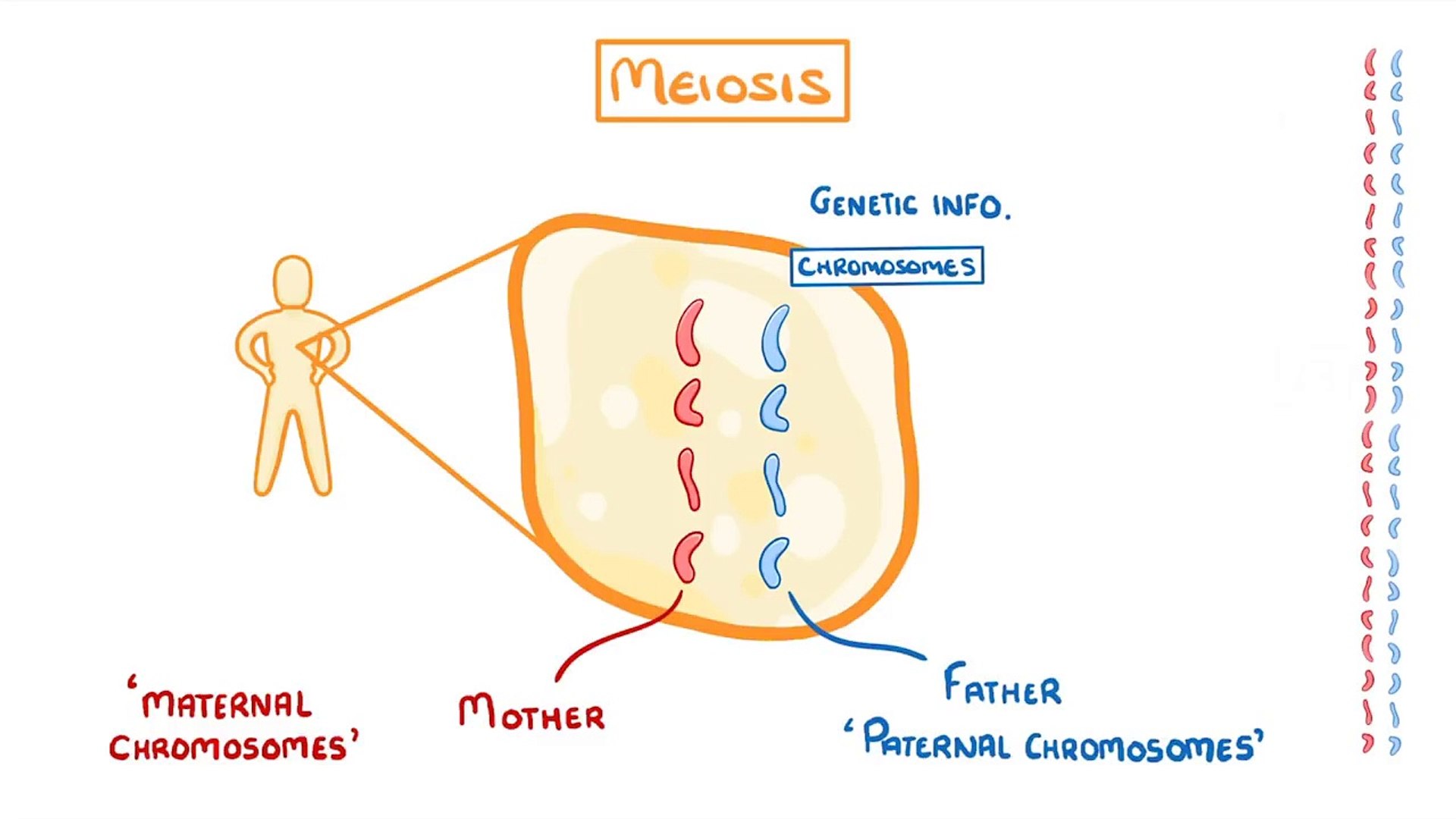 Biology - Meiosis