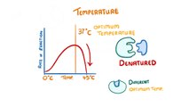 Biology - Factors that Affect Enzymes #12