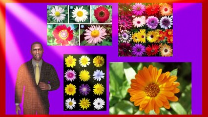 Beautiful African Daisies