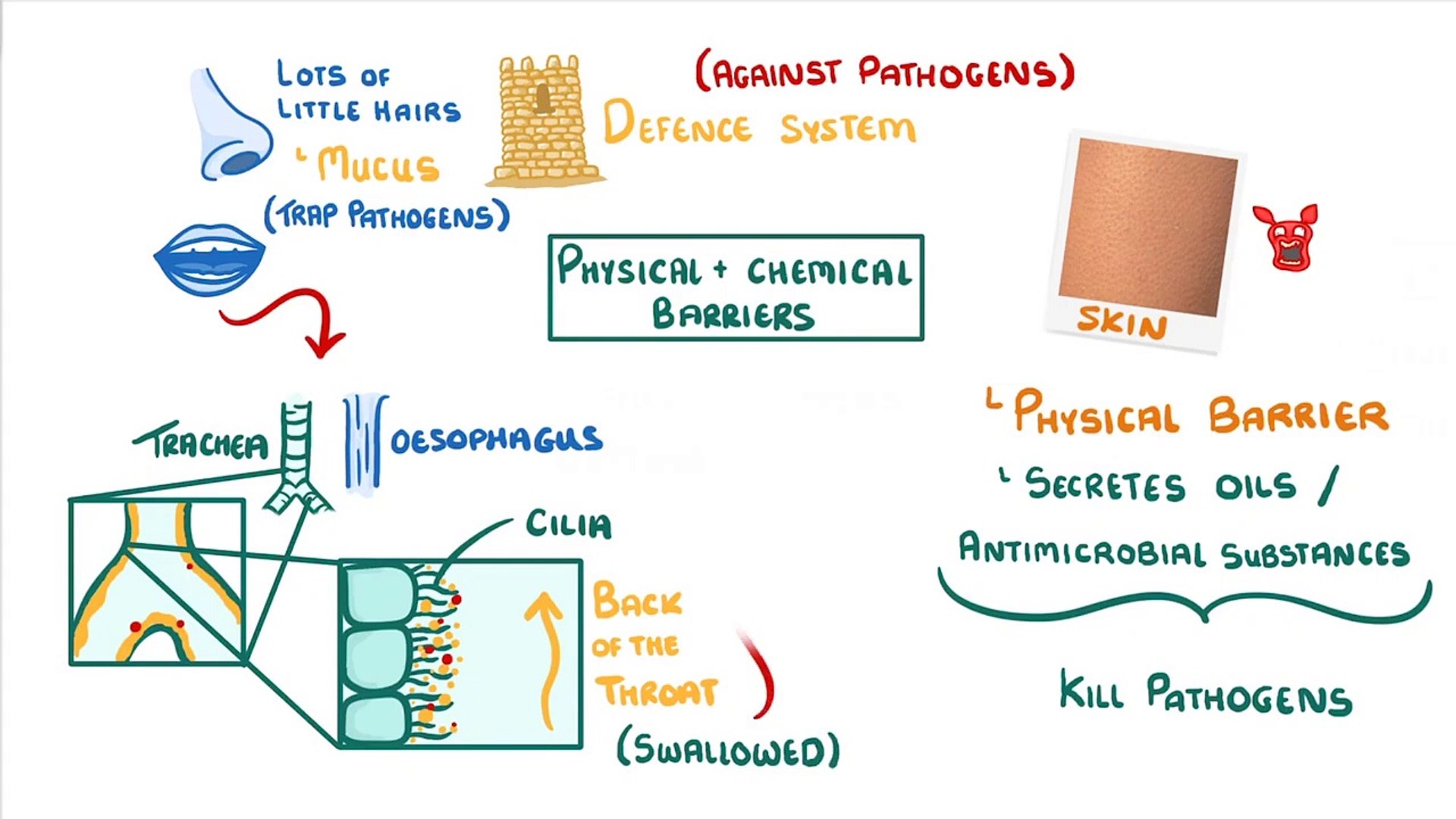 ⁣Biology - Immune System (Defences Against Pathogens)