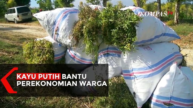 Tanaman Kayu Putih Membantu Perekonomian Warga Terdampak Covid-19