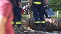 Un fallecido en Barcelona tras el desplome de una palmera