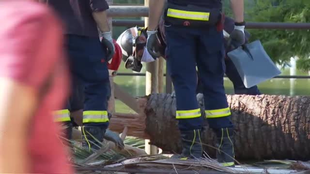 Un fallecido en Barcelona tras el desplome de una palmera