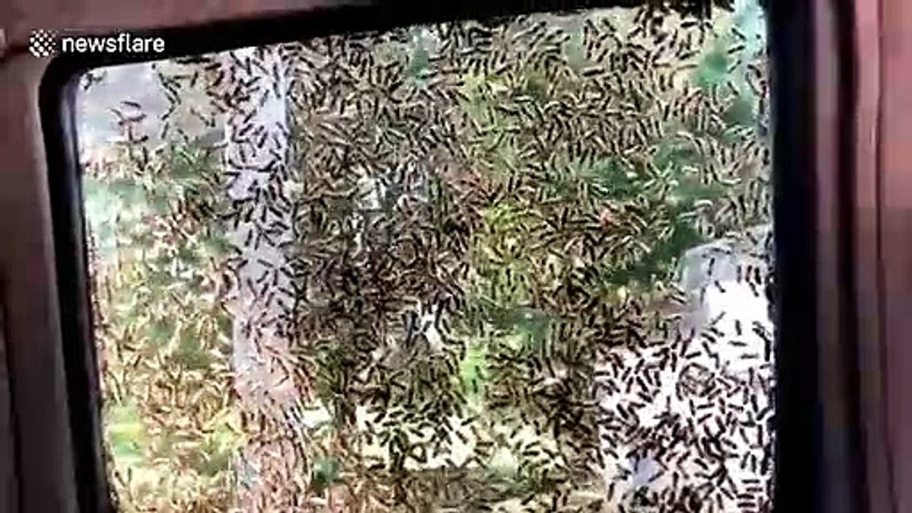 Thousands of bees swarm police car at Chinese toll gate