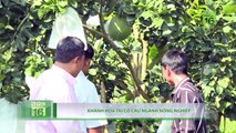 Chủ vườn bị kẻ gian chặt 700 cây ăn quả do tư thù | VTC16