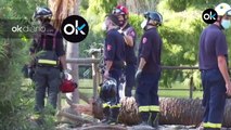 Un fallecido en Barcelona tras el desplome de una palmera