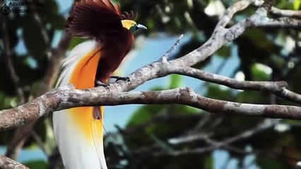 Beautiful Birds with Beautiful  sounds _Nature whatsapp status_ HD