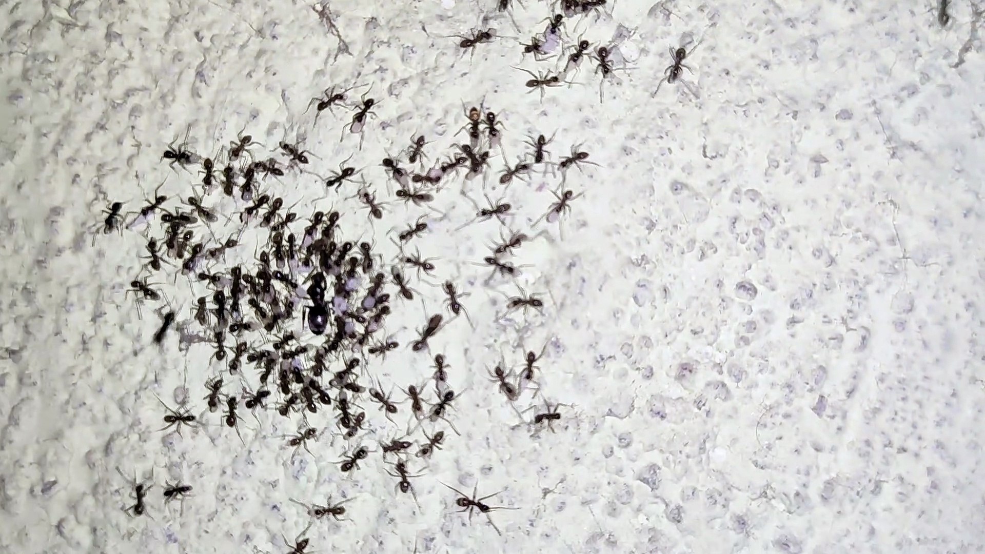 ⁣Black Ants