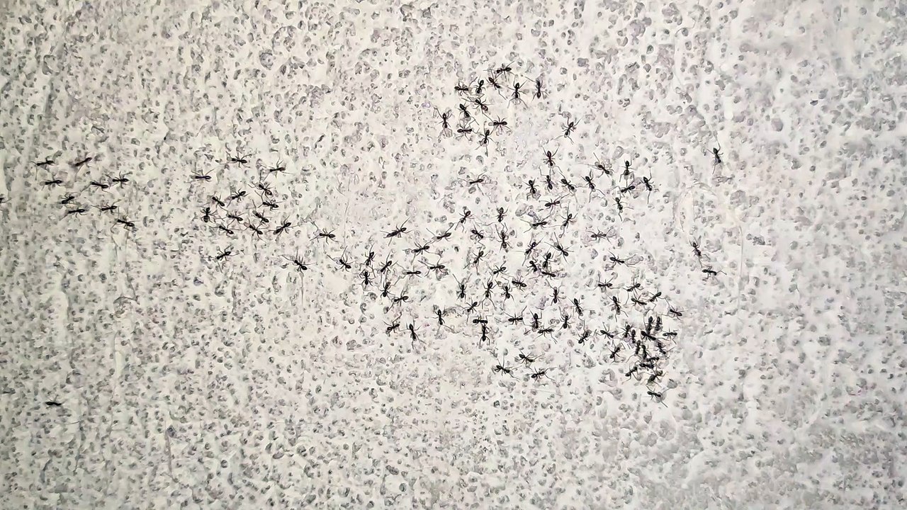 Beautiful Black Ants
