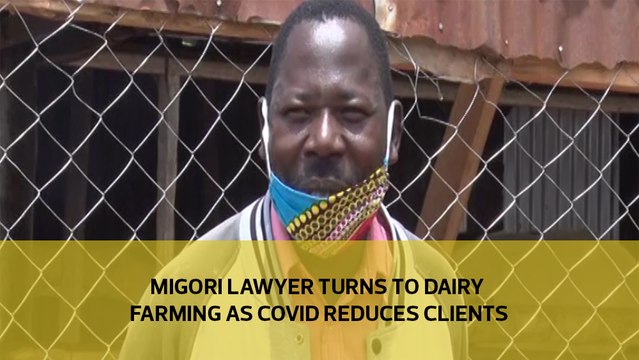 Migori lawyer turns to dairy farming as Covid reduces clients