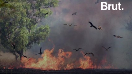 Meet the Australian birds spreading bushfires