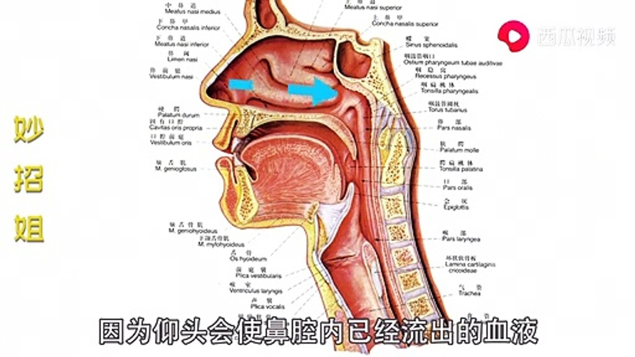 【Stop nosebleed】流鼻血别再仰头了，只要捏一捏这个部位，马上就能止血