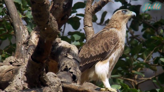 Đại bàng má trắng | Loài chim săn mồi vô cùng mạnh mẽ