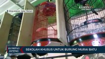 Sekolah Khusus Untuk Burung Murai Batu